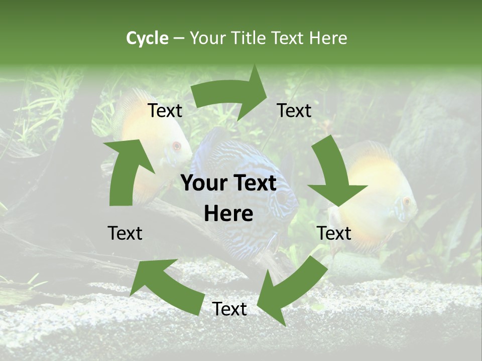 Discus Aquarium Fish PowerPoint Template