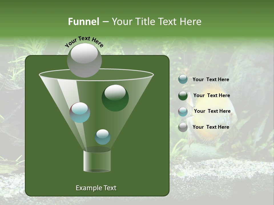 Discus Aquarium Fish PowerPoint Template