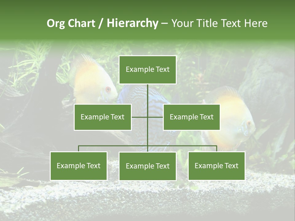 Discus Aquarium Fish PowerPoint Template