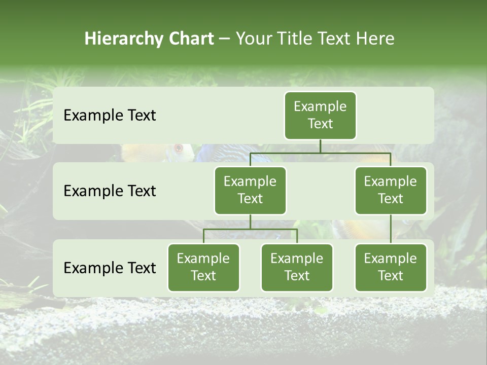 Discus Aquarium Fish PowerPoint Template