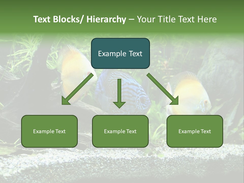 Discus Aquarium Fish PowerPoint Template