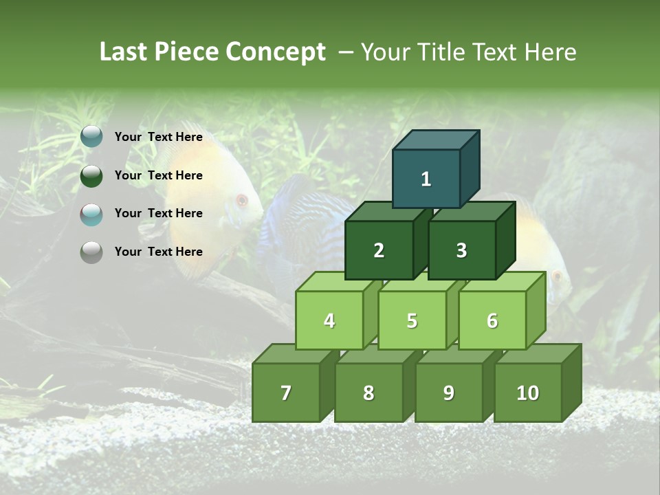 Discus Aquarium Fish PowerPoint Template