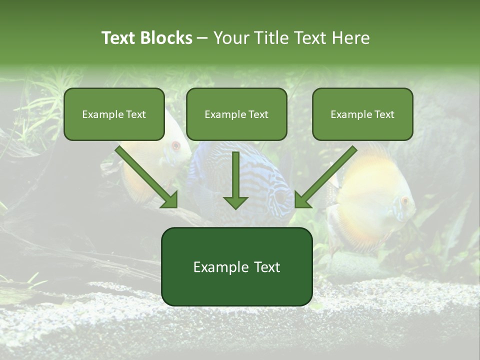 Discus Aquarium Fish PowerPoint Template
