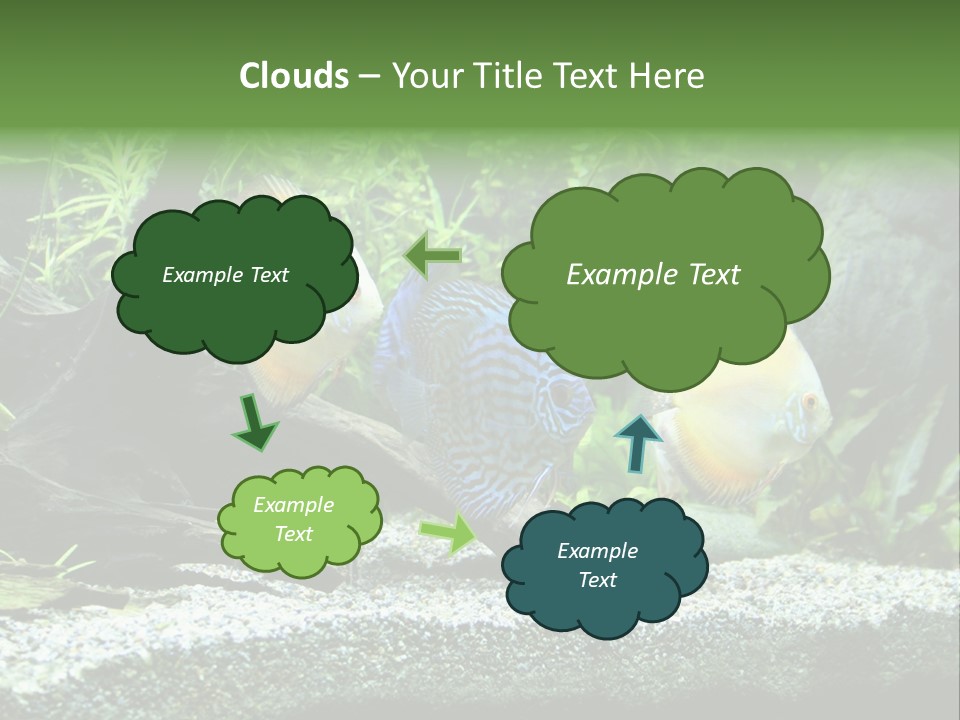 Discus Aquarium Fish PowerPoint Template