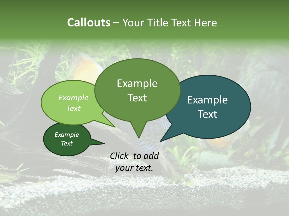 Discus Aquarium Fish PowerPoint Template