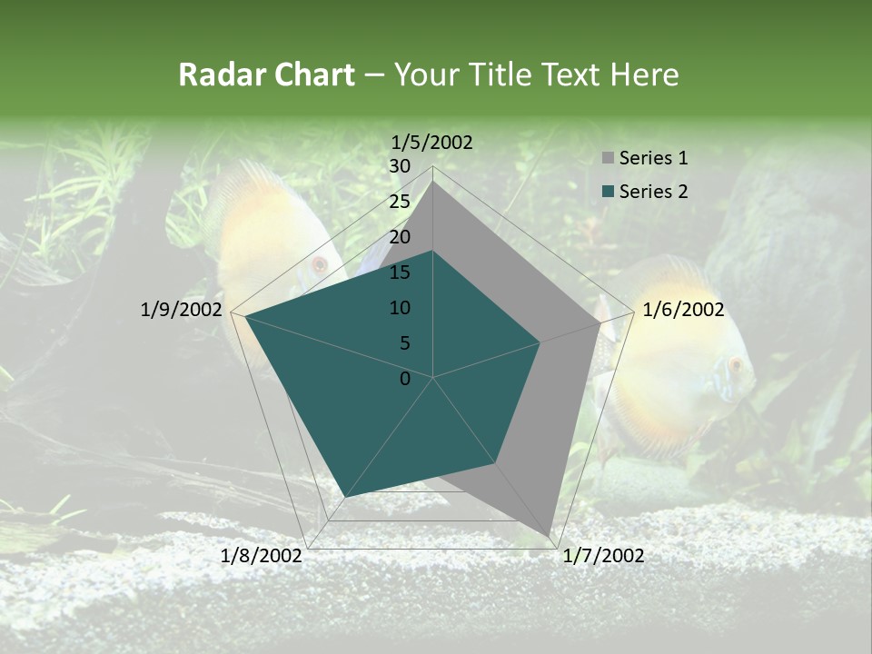 Discus Aquarium Fish PowerPoint Template