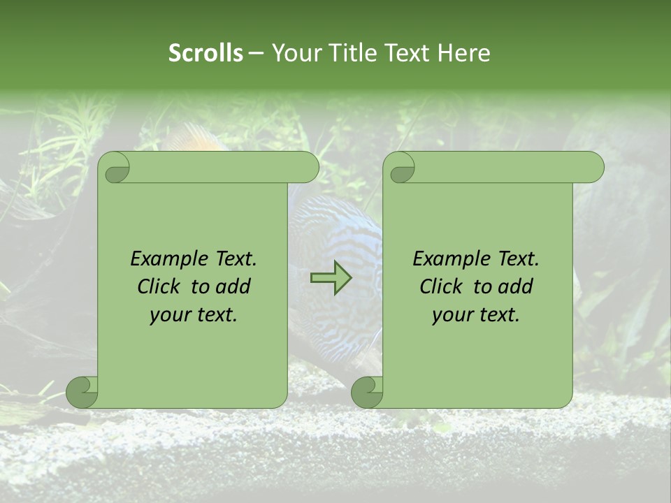 Discus Aquarium Fish PowerPoint Template