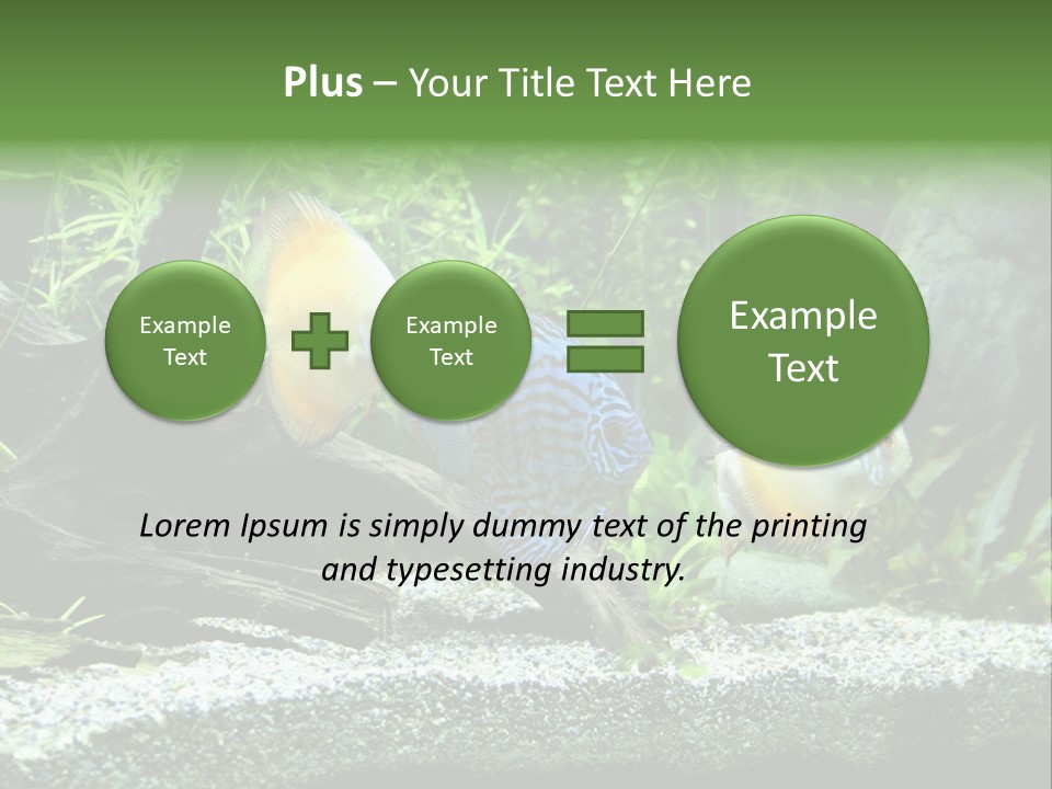 Discus Aquarium Fish PowerPoint Template