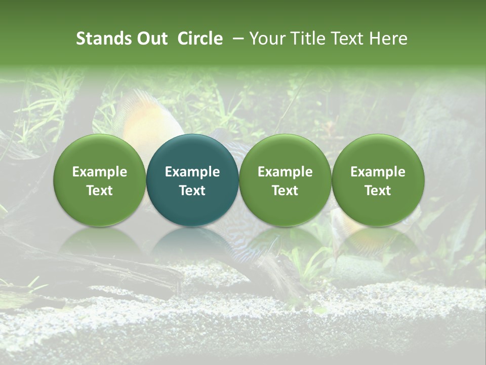 Discus Aquarium Fish PowerPoint Template