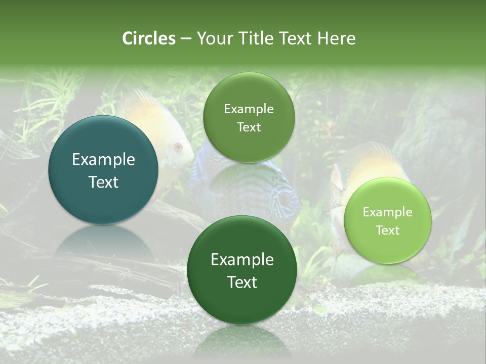 Discus Aquarium Fish PowerPoint Template