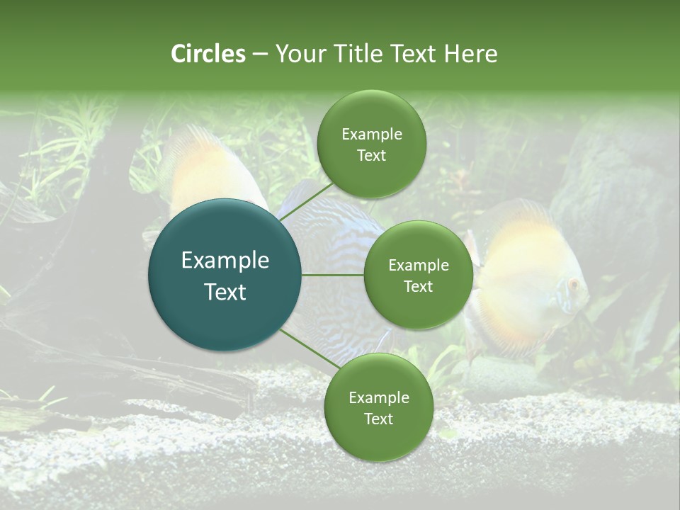 Discus Aquarium Fish PowerPoint Template