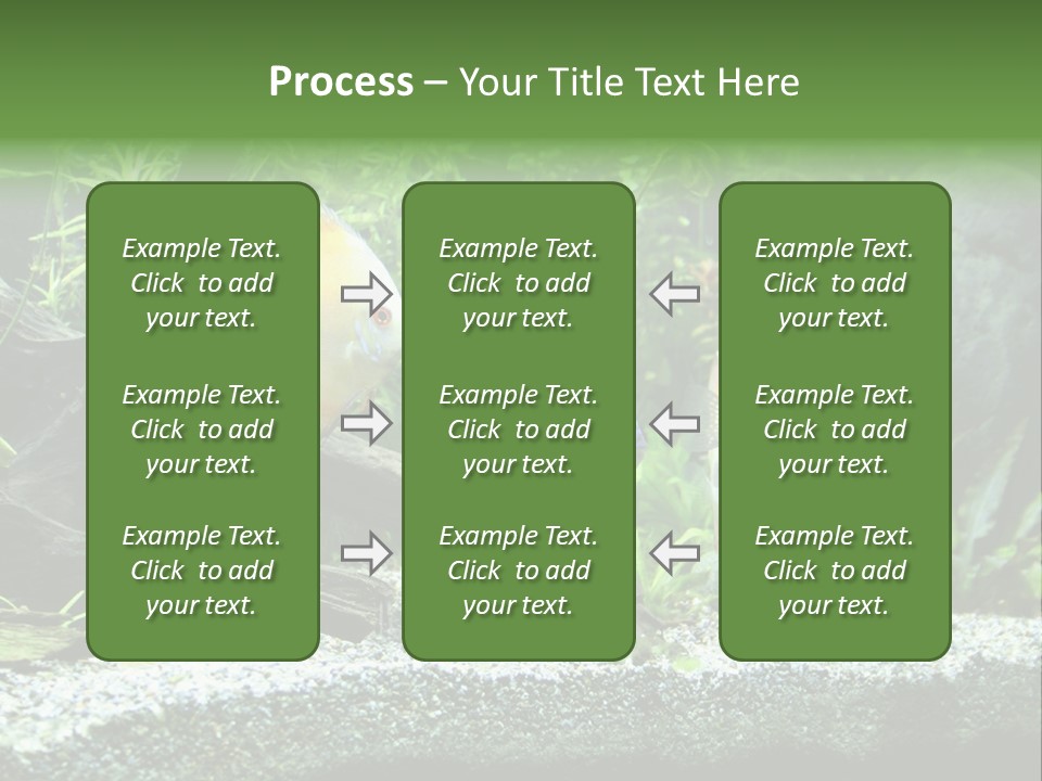Discus Aquarium Fish PowerPoint Template