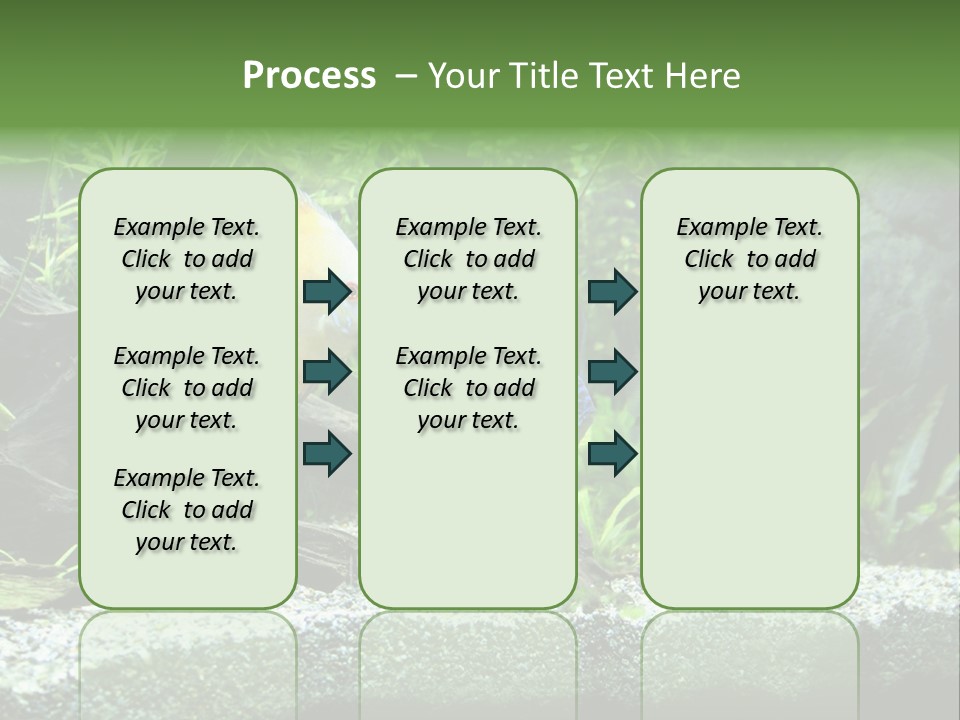 Discus Aquarium Fish PowerPoint Template