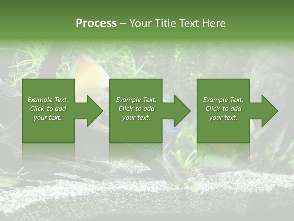 Discus Aquarium Fish PowerPoint Template