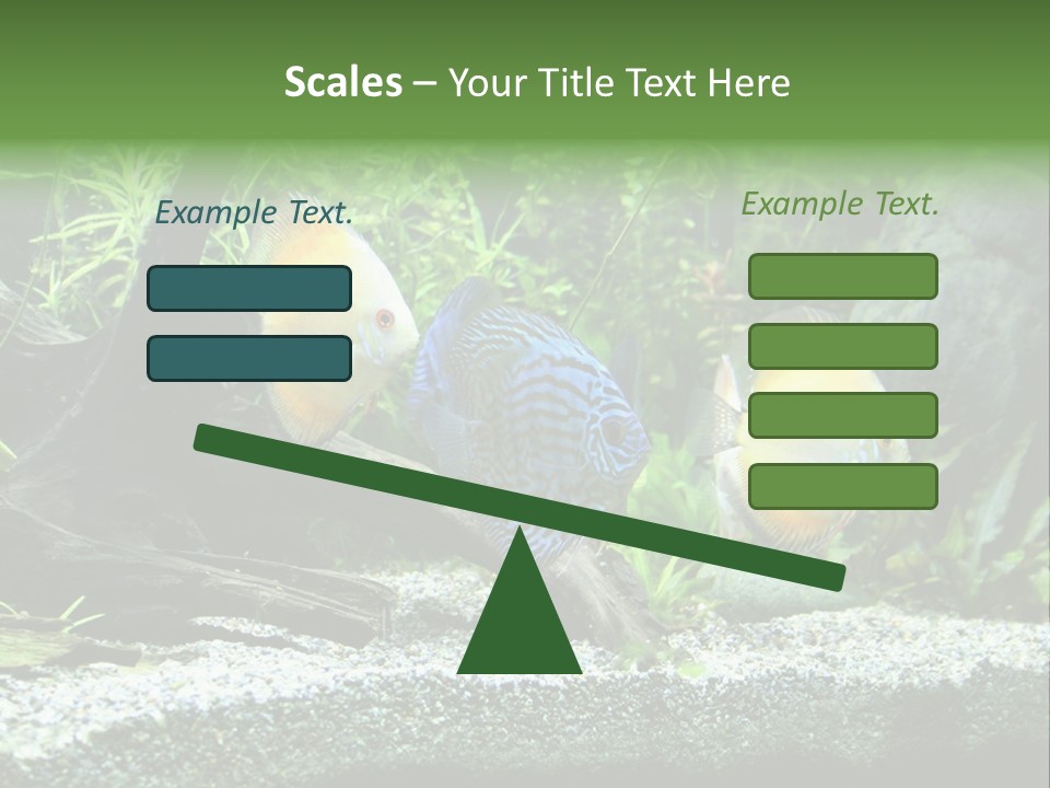 Discus Aquarium Fish PowerPoint Template