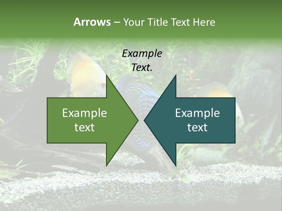 Discus Aquarium Fish PowerPoint Template