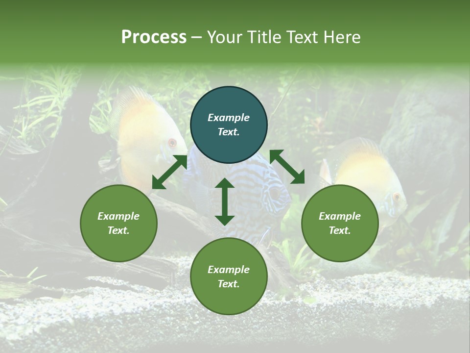 Discus Aquarium Fish PowerPoint Template