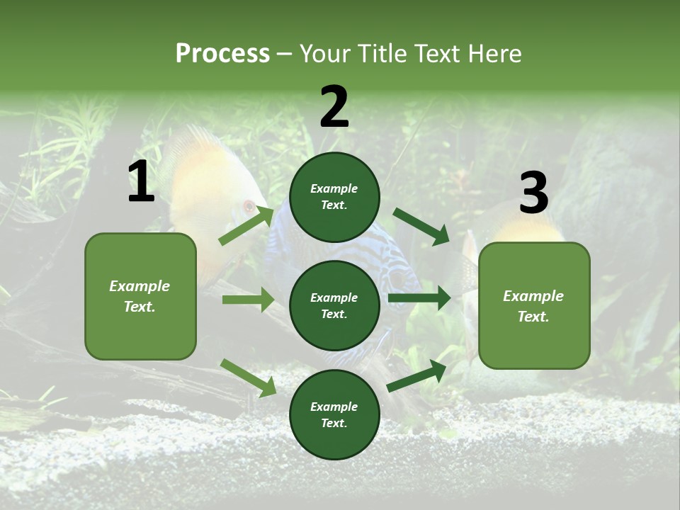 Discus Aquarium Fish PowerPoint Template
