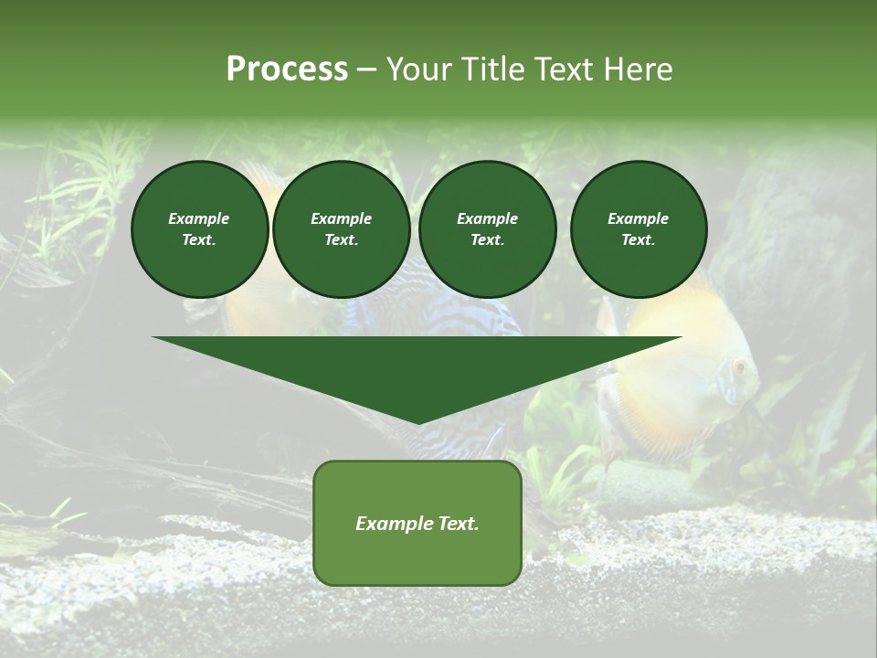 Discus Aquarium Fish PowerPoint Template