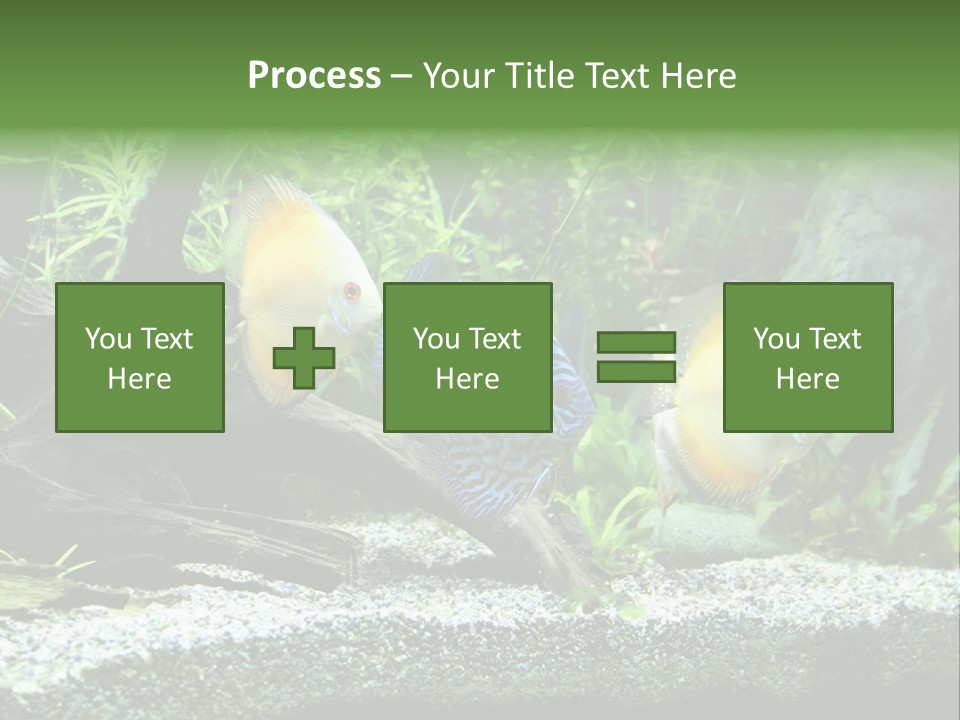 Discus Aquarium Fish PowerPoint Template