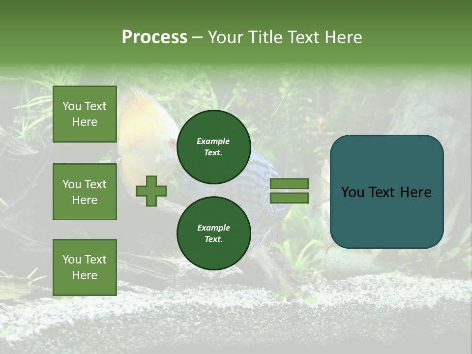 Discus Aquarium Fish PowerPoint Template