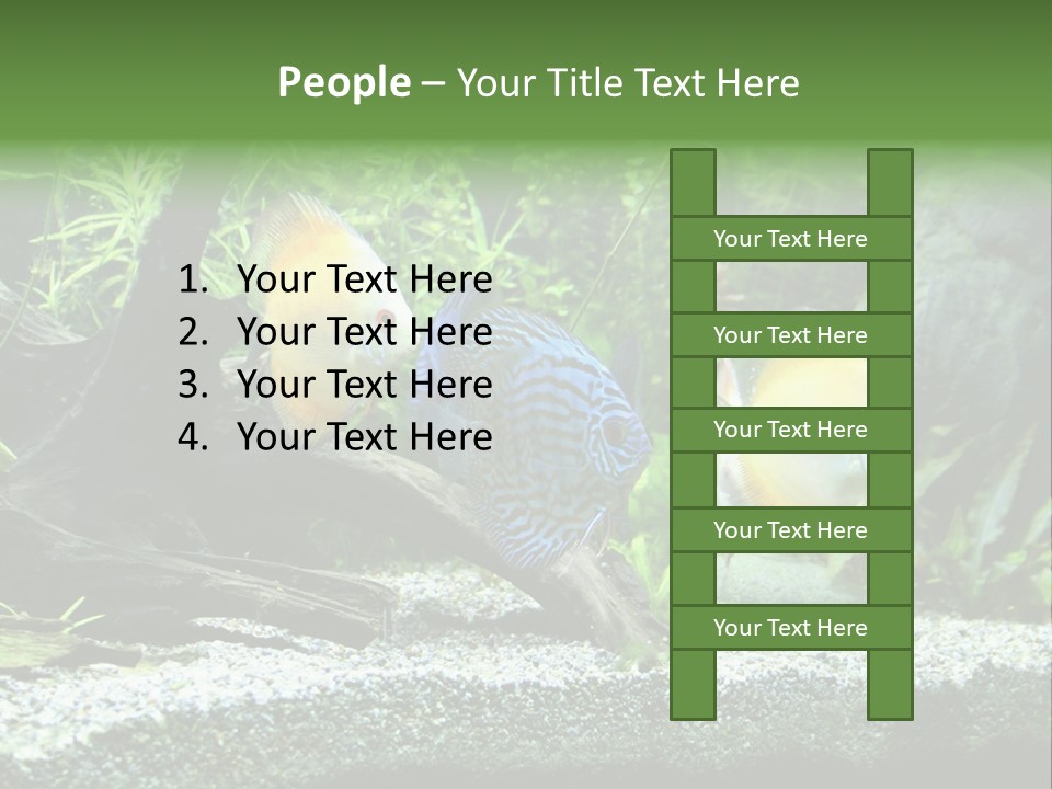 Discus Aquarium Fish PowerPoint Template