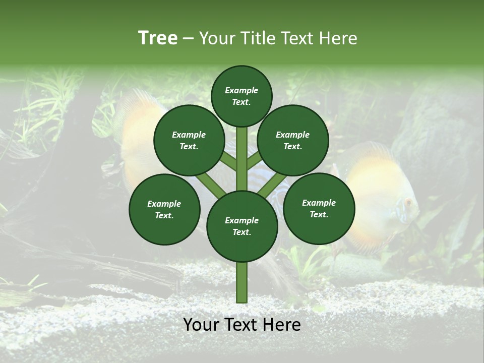 Discus Aquarium Fish PowerPoint Template