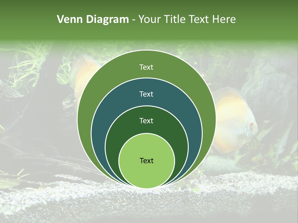 Discus Aquarium Fish PowerPoint Template