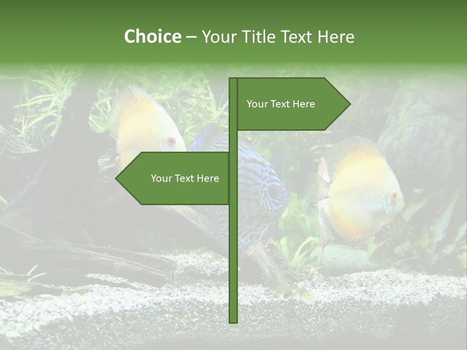 Discus Aquarium Fish PowerPoint Template