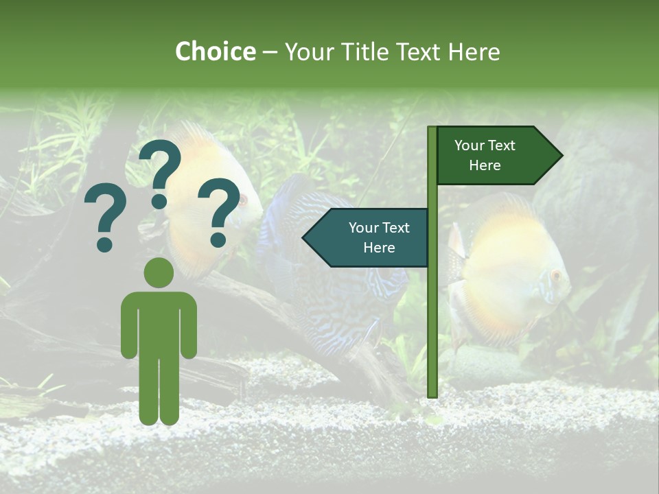 Discus Aquarium Fish PowerPoint Template