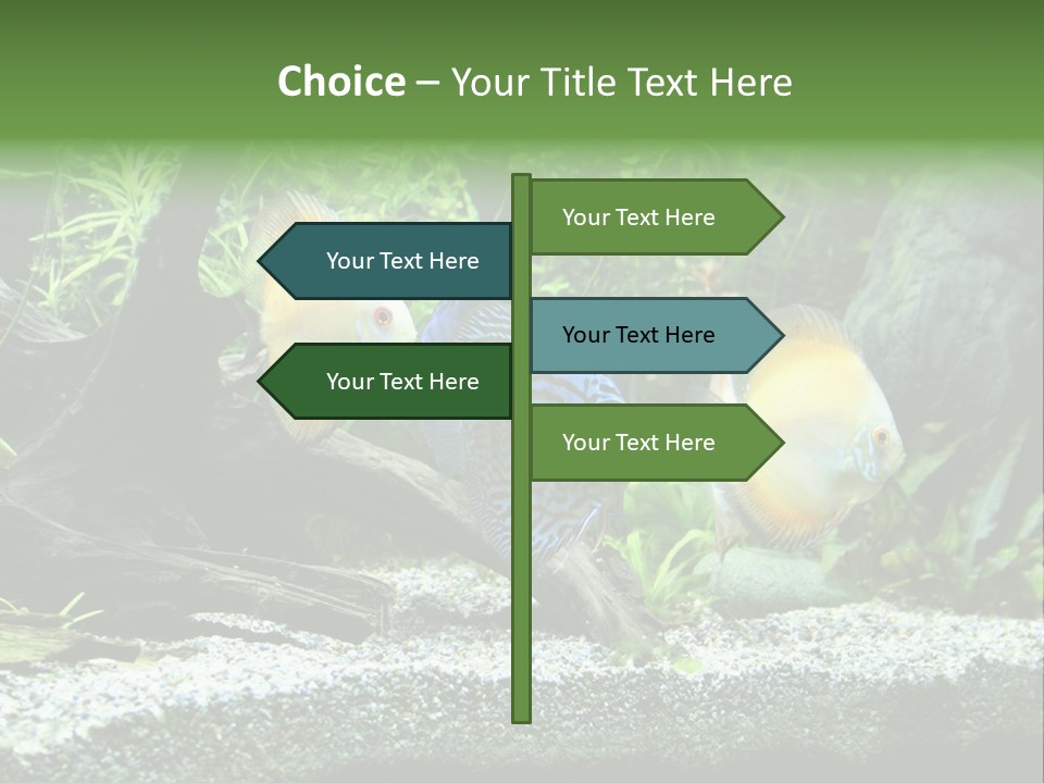Discus Aquarium Fish PowerPoint Template