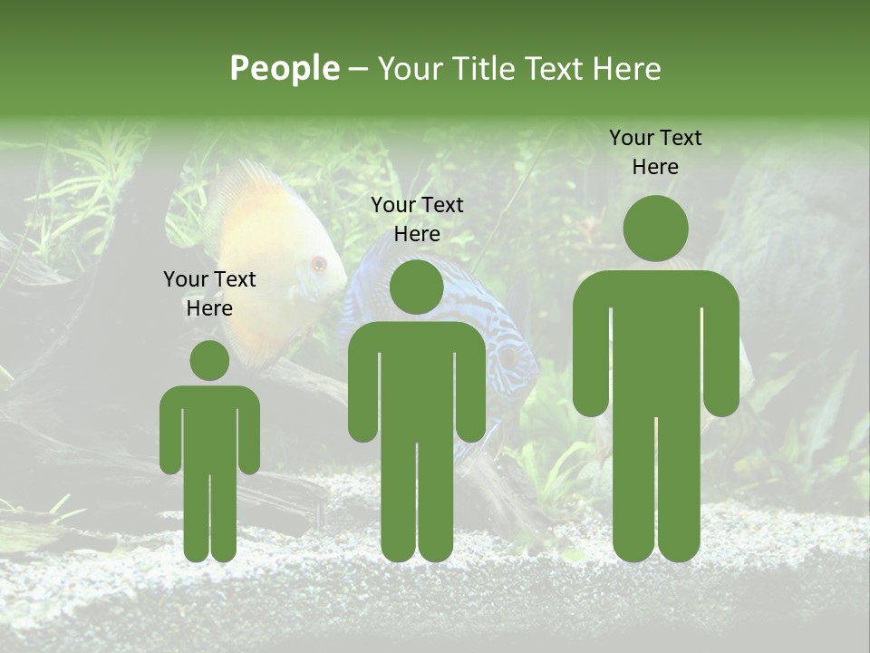 Discus Aquarium Fish PowerPoint Template