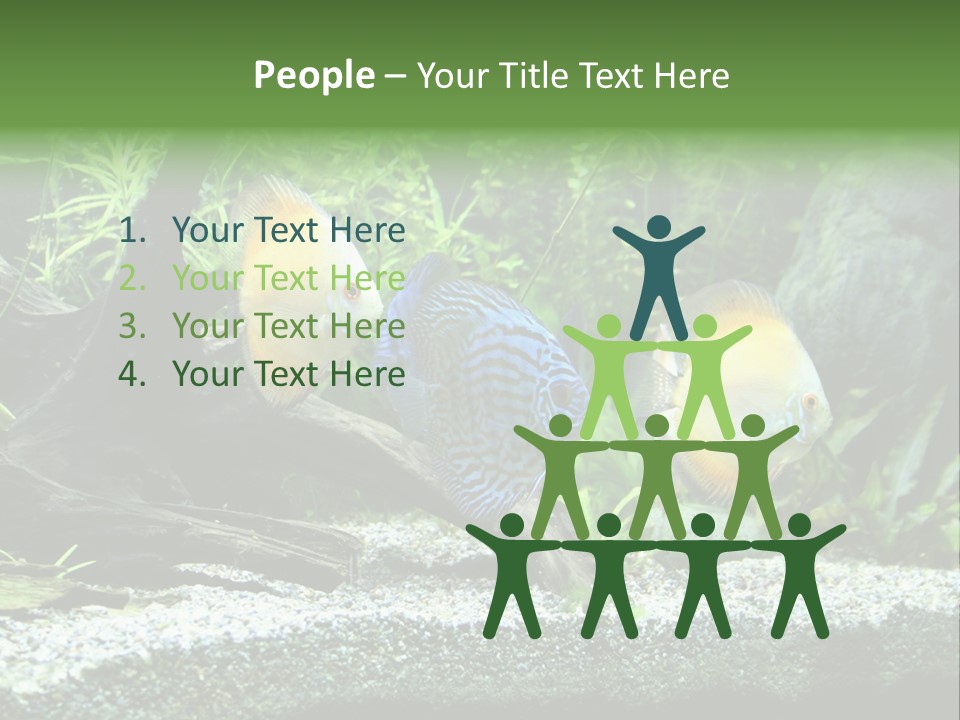 Discus Aquarium Fish PowerPoint Template