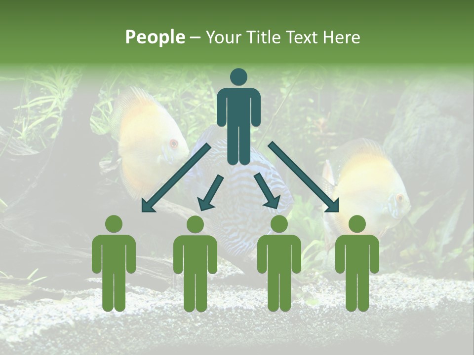 Discus Aquarium Fish PowerPoint Template