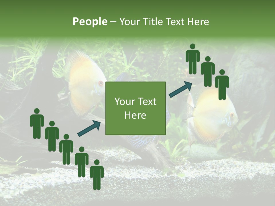 Discus Aquarium Fish PowerPoint Template