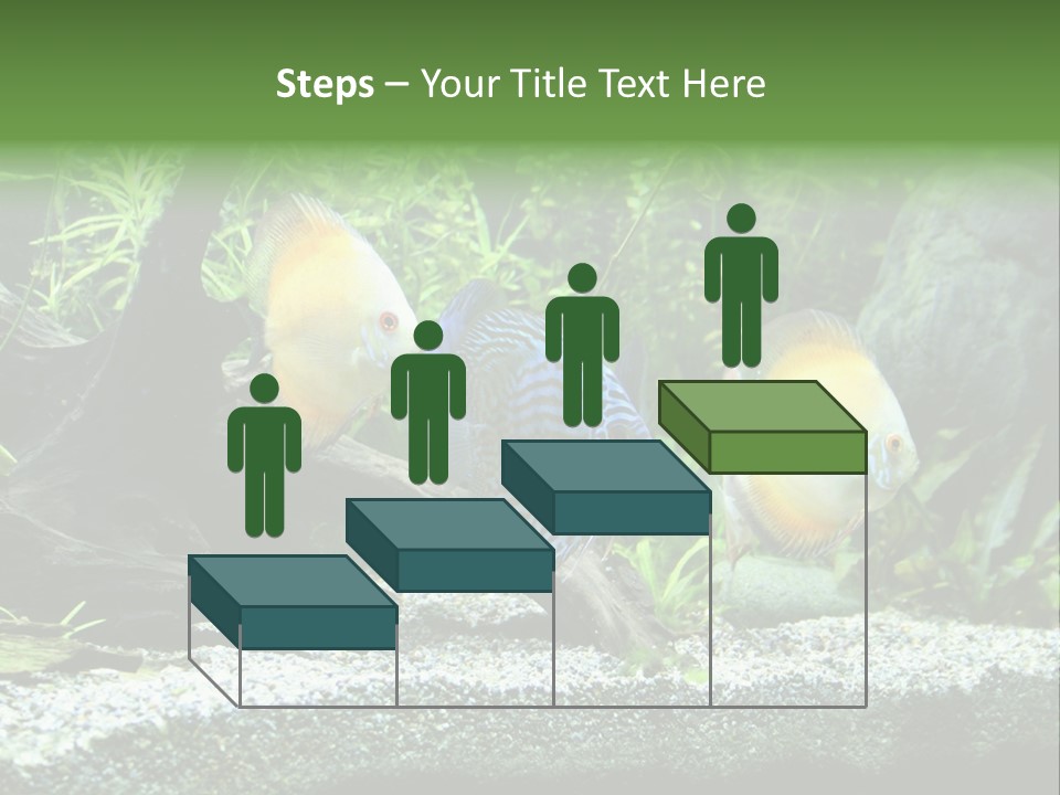 Discus Aquarium Fish PowerPoint Template