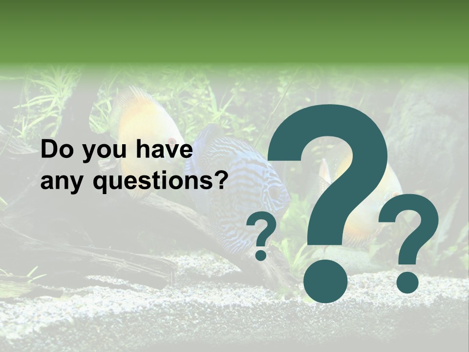 Discus Aquarium Fish PowerPoint Template