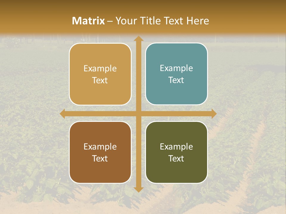 Rows Of Potato Plants, Scotland May 2005 PowerPoint Template