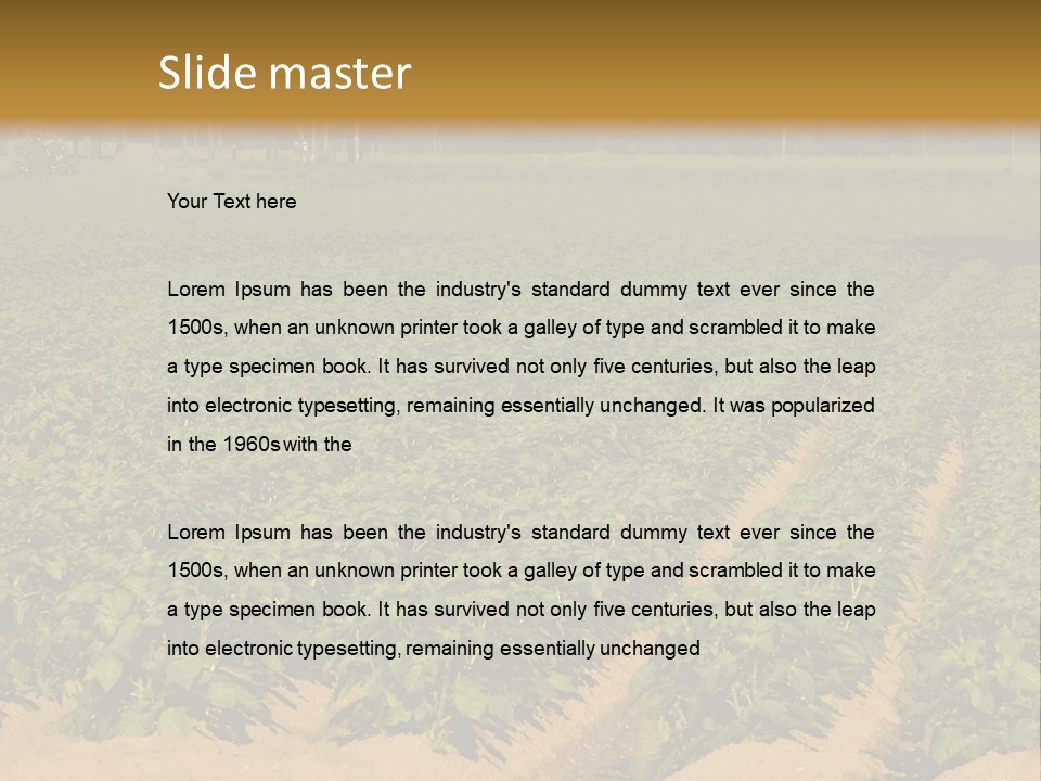 Rows Of Potato Plants, Scotland May 2005 PowerPoint Template