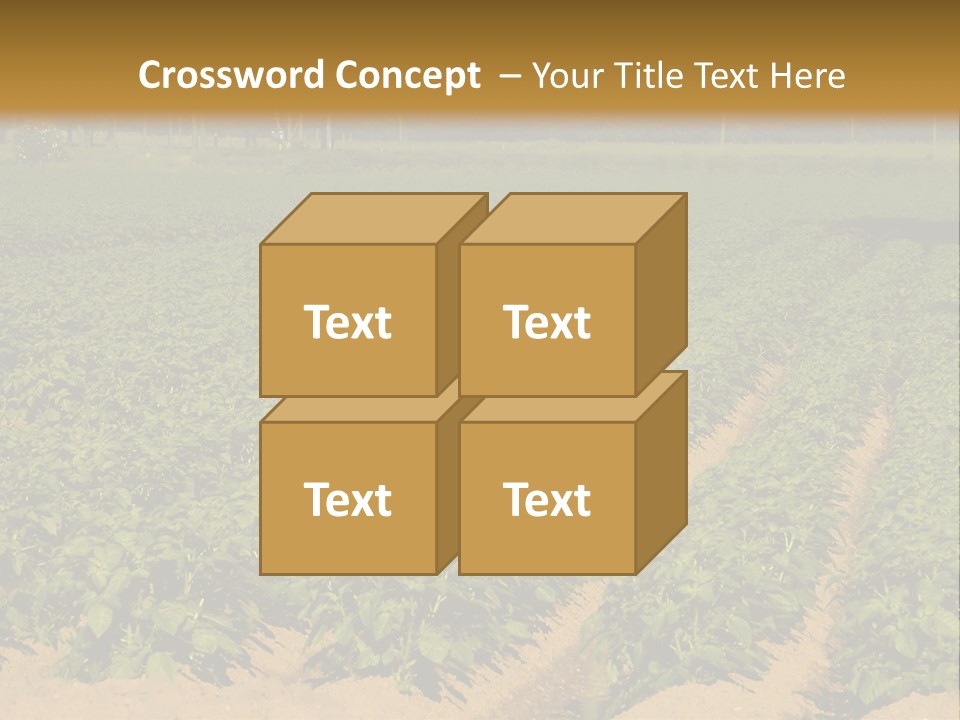 Rows Of Potato Plants, Scotland May 2005 PowerPoint Template