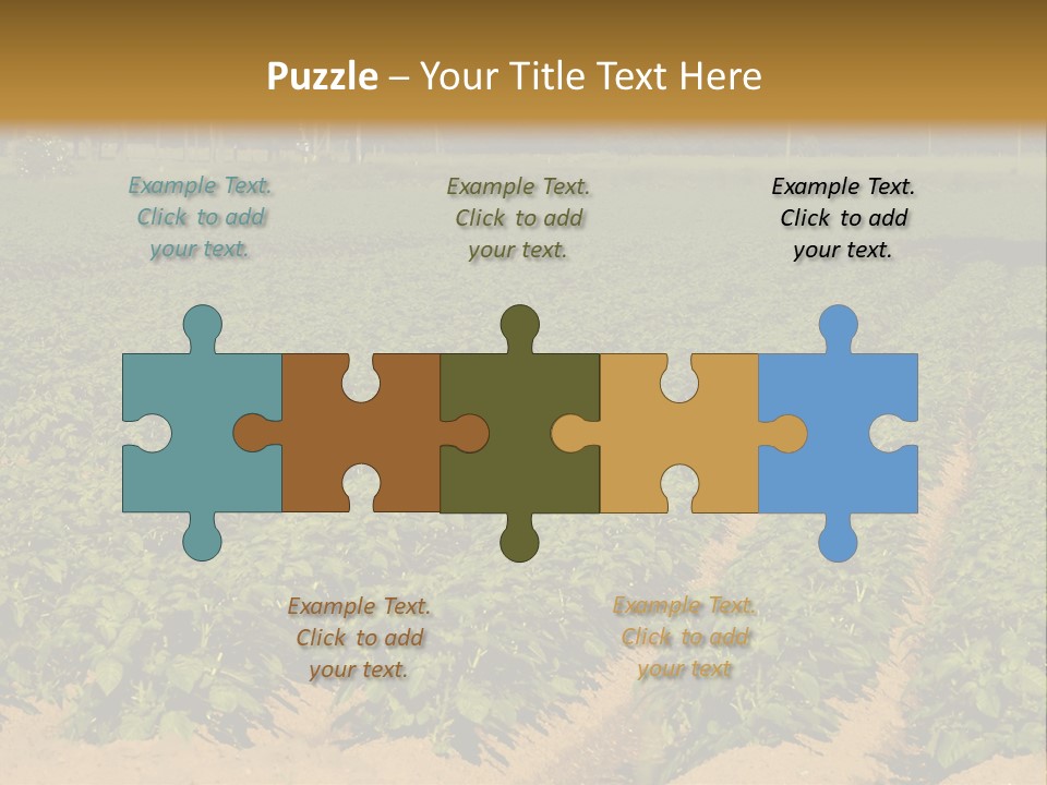 Rows Of Potato Plants, Scotland May 2005 PowerPoint Template