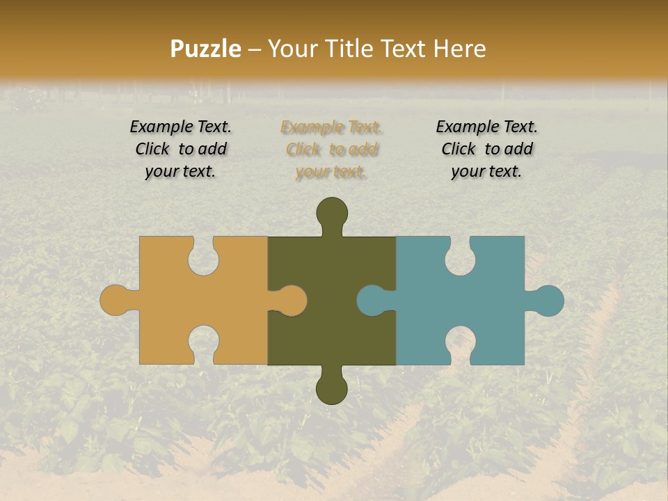 Rows Of Potato Plants, Scotland May 2005 PowerPoint Template