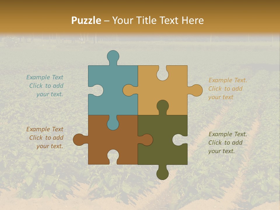 Rows Of Potato Plants, Scotland May 2005 PowerPoint Template