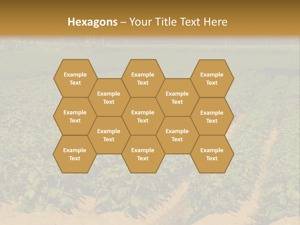 Rows Of Potato Plants, Scotland May 2005 PowerPoint Template