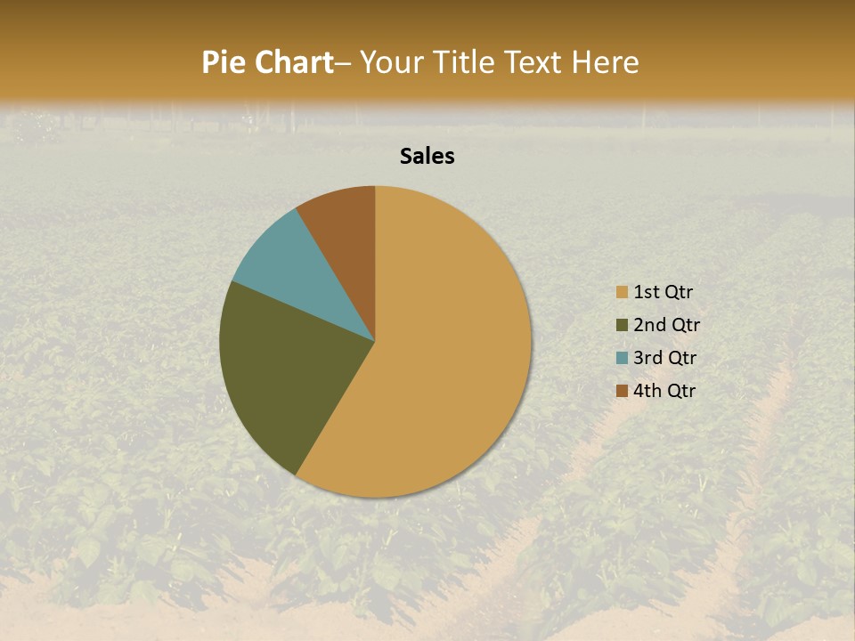Rows Of Potato Plants, Scotland May 2005 PowerPoint Template