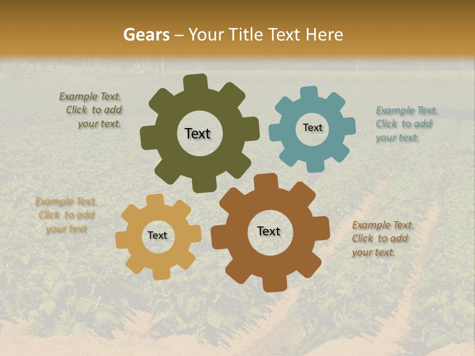 Rows Of Potato Plants, Scotland May 2005 PowerPoint Template