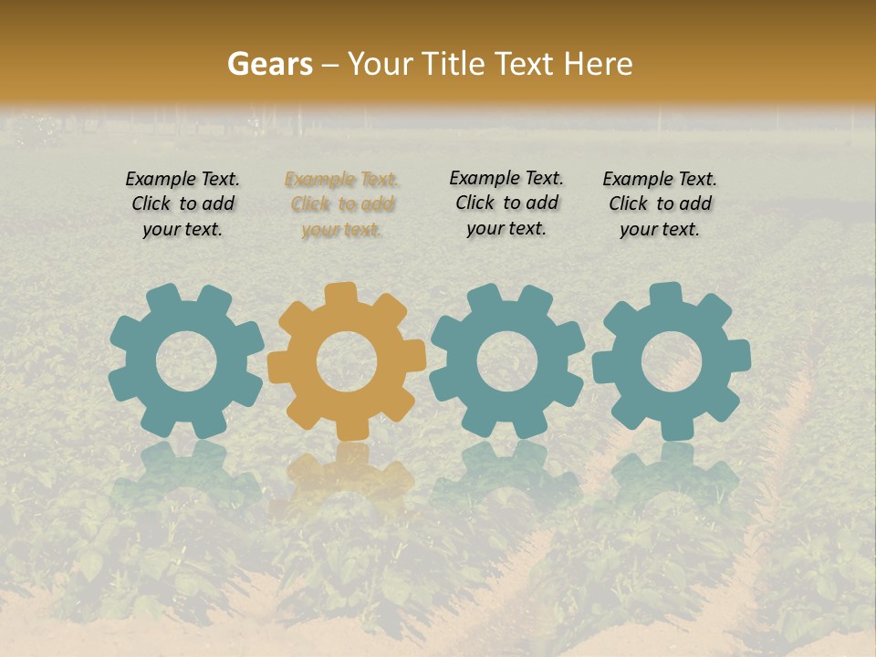 Rows Of Potato Plants, Scotland May 2005 PowerPoint Template