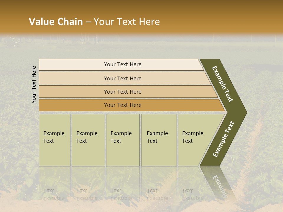 Rows Of Potato Plants, Scotland May 2005 PowerPoint Template