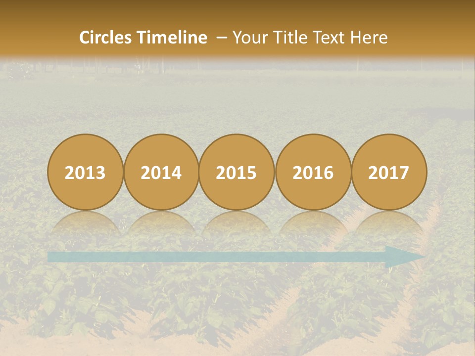 Rows Of Potato Plants, Scotland May 2005 PowerPoint Template