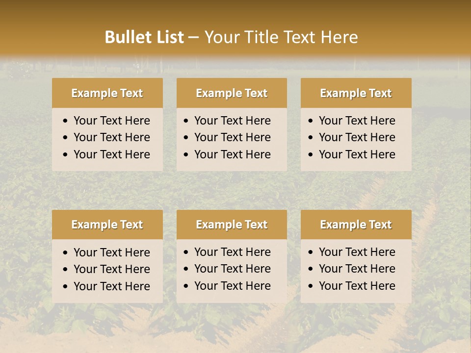 Rows Of Potato Plants, Scotland May 2005 PowerPoint Template